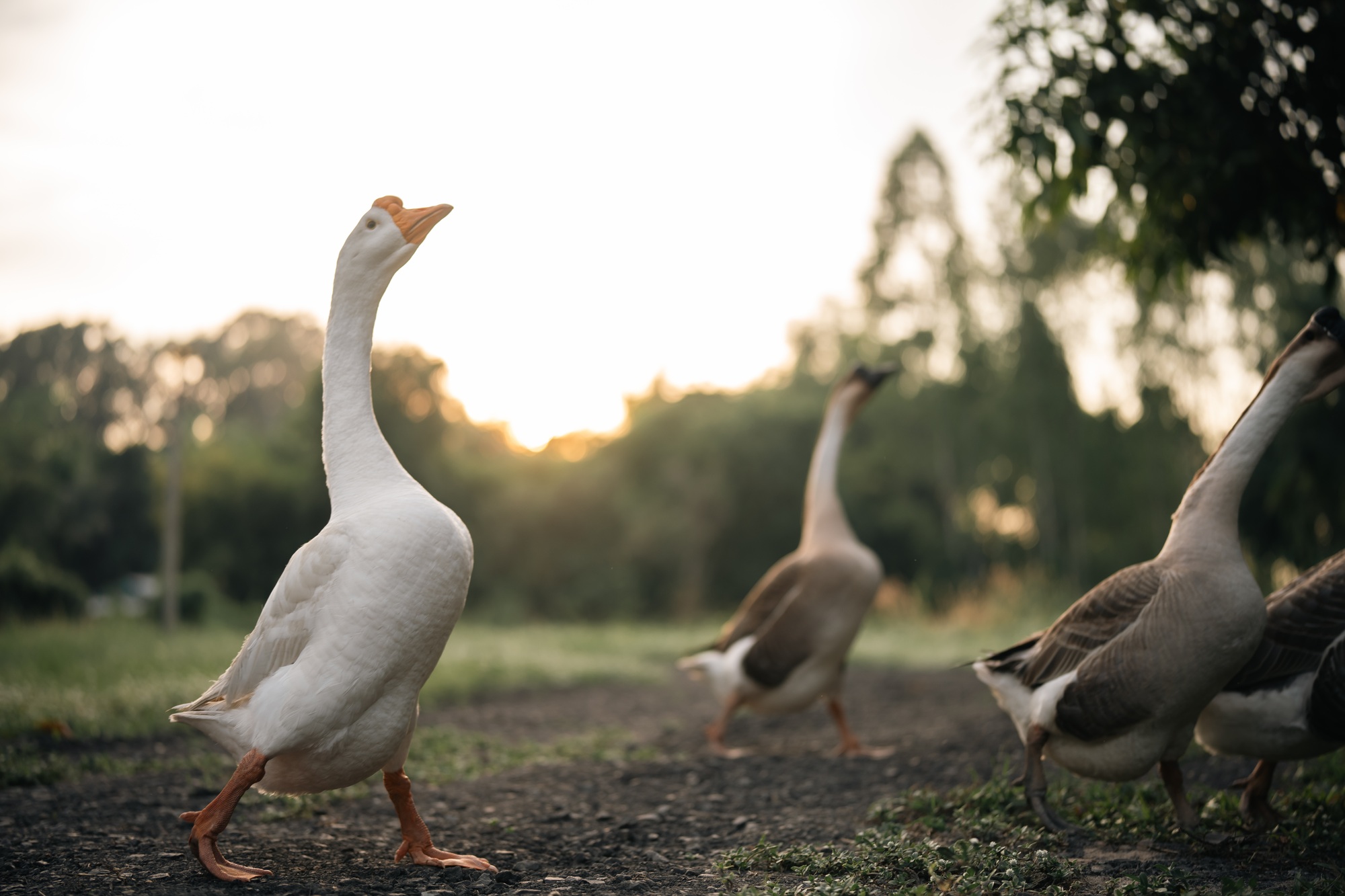 animal farm concept, flock of goose living in nature field of bird farming outdoor