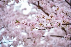 Blooming sakura cherry blossom