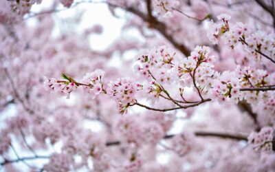 A cseresznyefa-virágzást köszöntik a szegedi füvészkertben Blooming sakura cherry blossom