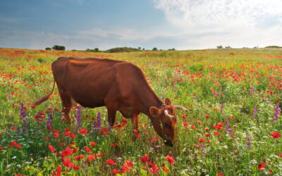 Cow in meadow.