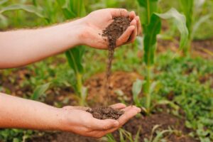 Male hands touching soil on the field.