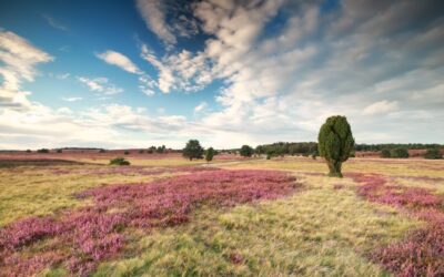 meadow with flowering heather and blue sky