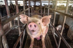 Pigs in hog farms, Pig industry