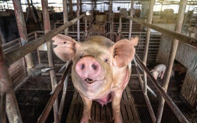 Pigs in hog farms, Pig industry