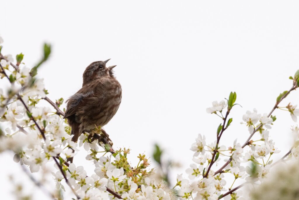 Song bird on spring blossoms