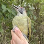 Rétköz madarai: a fák zöld őre, a zöld küllő