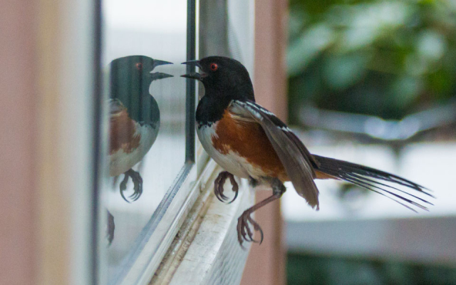 Saját tükörképükre támadó madarakra figyelmeztet az MME