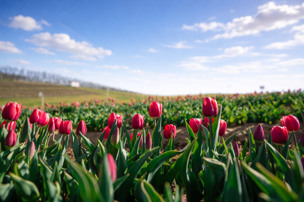 Ötvenezer tulipán a Rétközben: már most mesébe illő a látvány Kékcsén