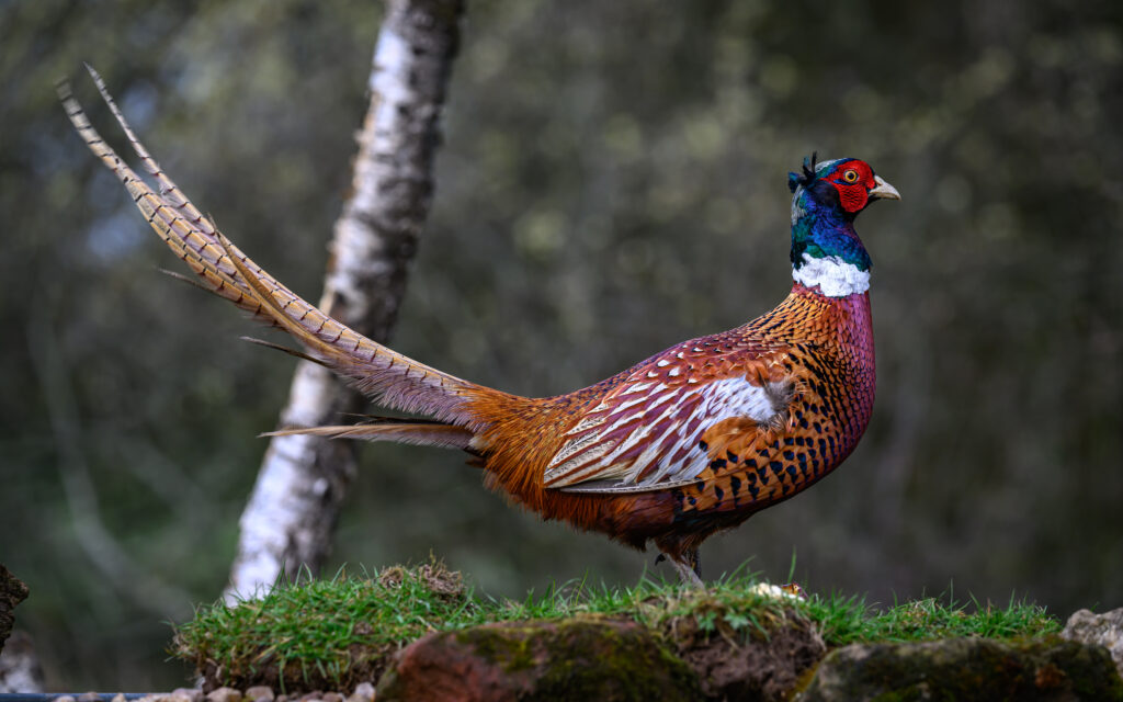 Rétköz madarai – A fácán, a mezők rejtett királya