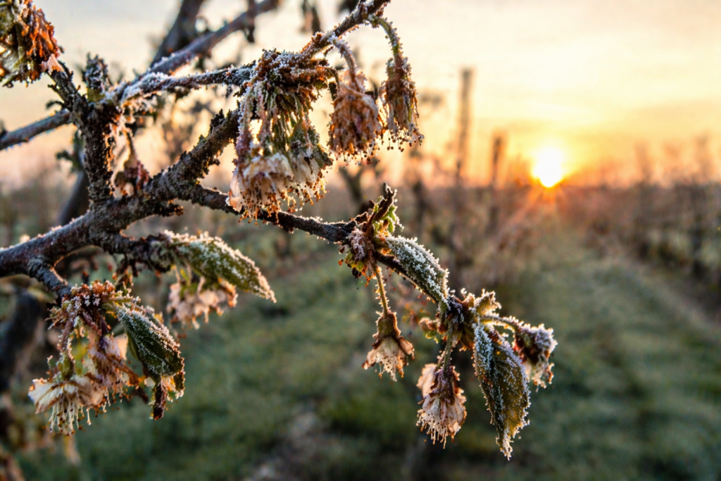 Agrometeorológia: sokfelé okoztak súlyos károkat a gyümölcsösökben a fagyok