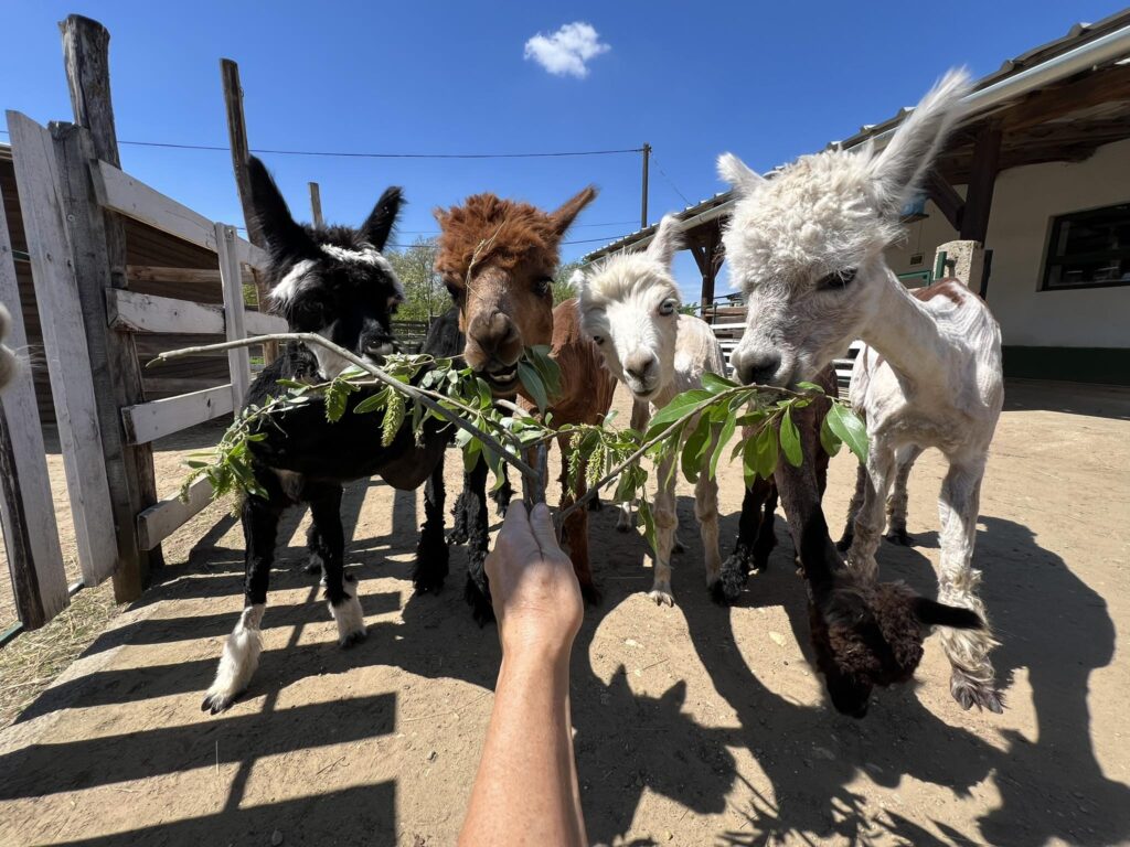 Újra megnyitja kapuit a papi Alpaka Farm – a látogatók most egy jó ügyet is támogatnak