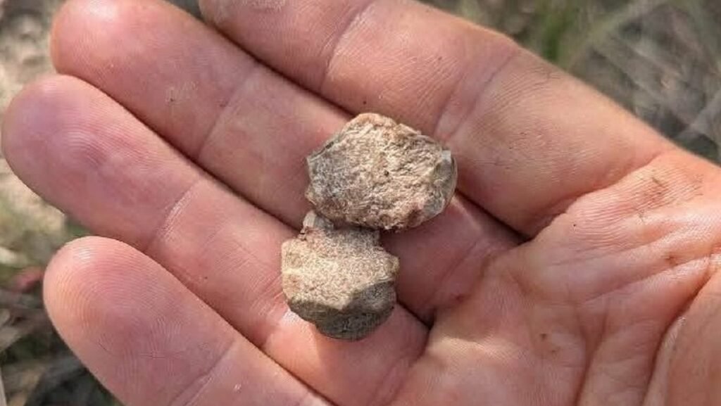 Magyarországon is termőre fordult a világ egyik legdrágább szarvasgombája